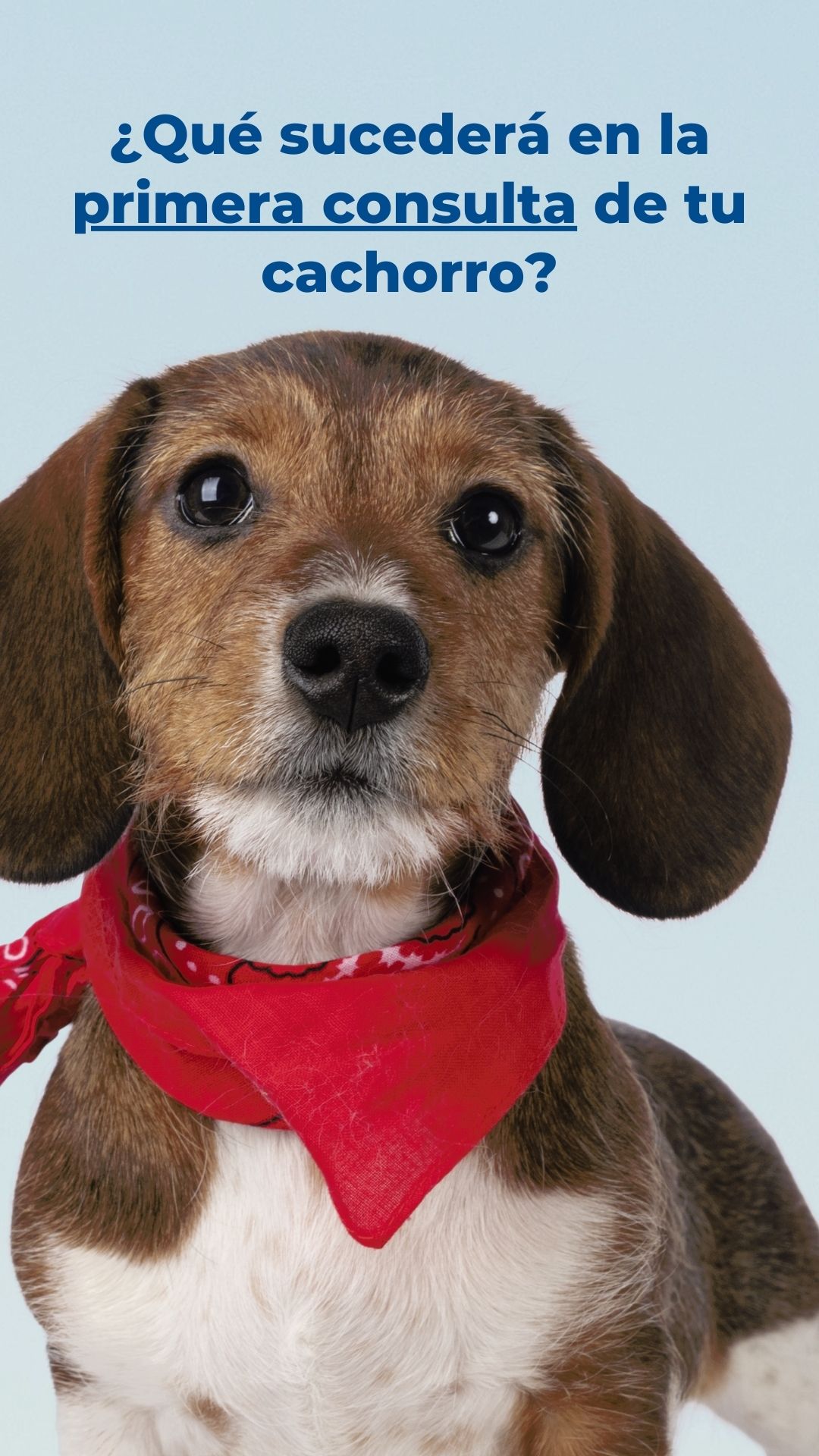 La primera consulta veterinaria de tu cachorro