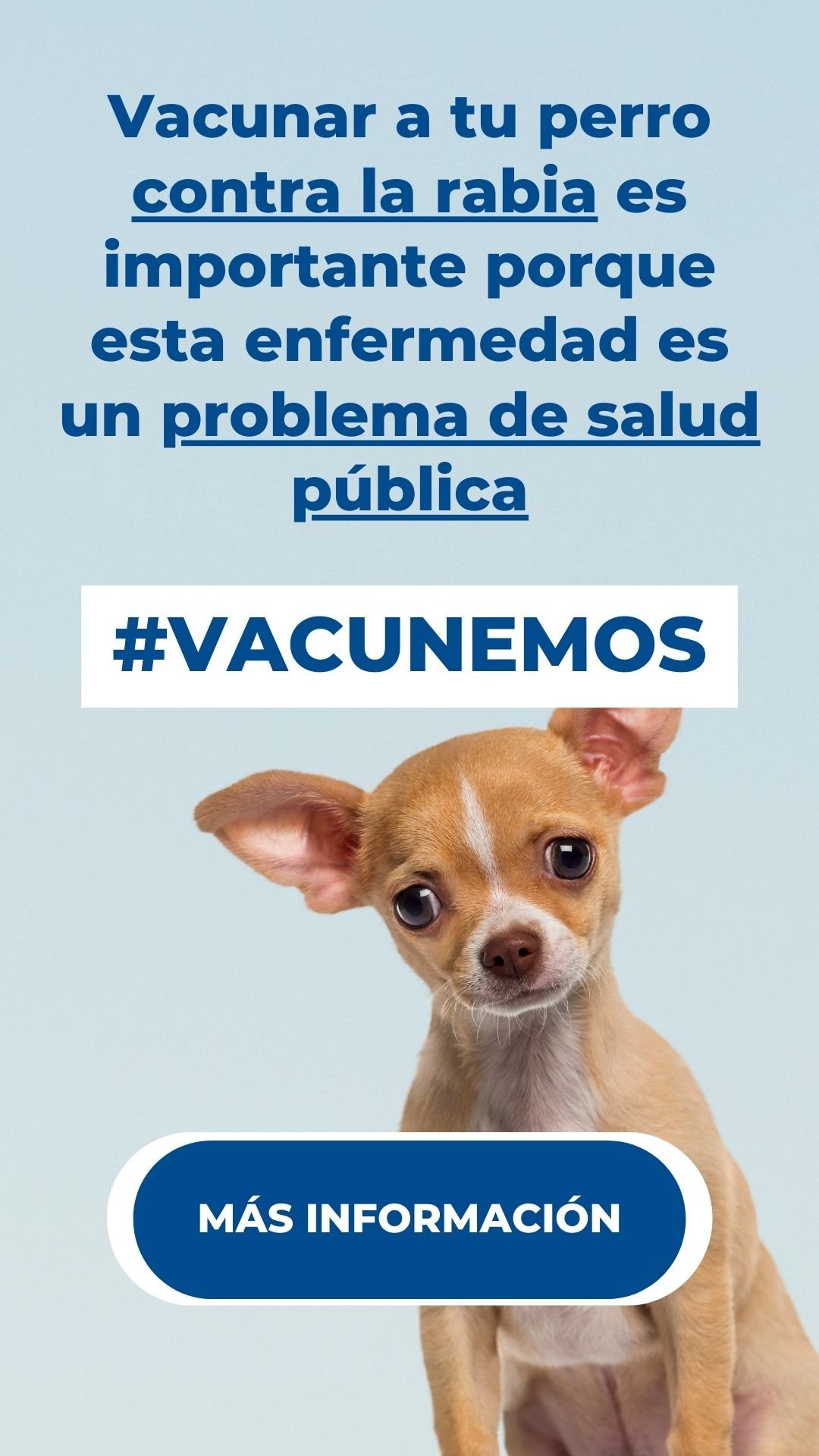 cuando los perros deben vacunarse contra la rabia