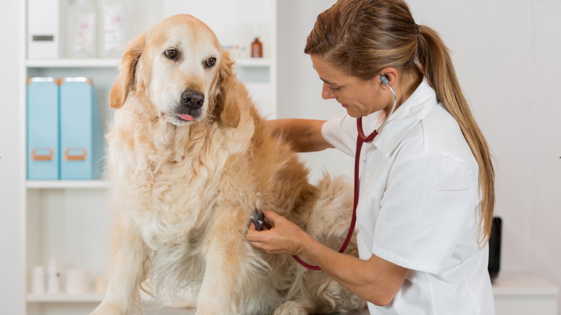 qué hará un corazón agrandado en un perro