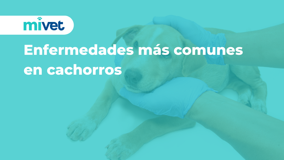 pueden los perros contraer gusanos de la carne cruda