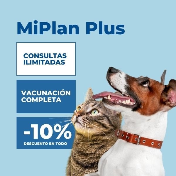Piscinas para perros en Madrid - Healthvet Asociacion Veterinaria