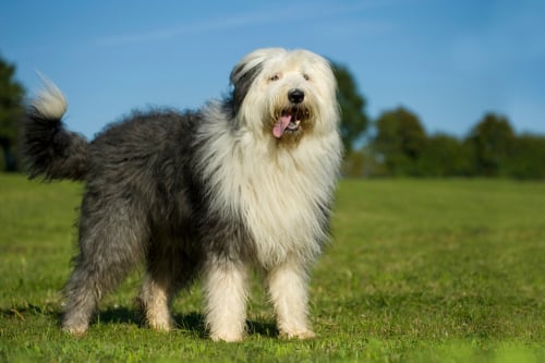 Bobtail (Antiguo Pastor Inglés): carácter, cachorros y precio 