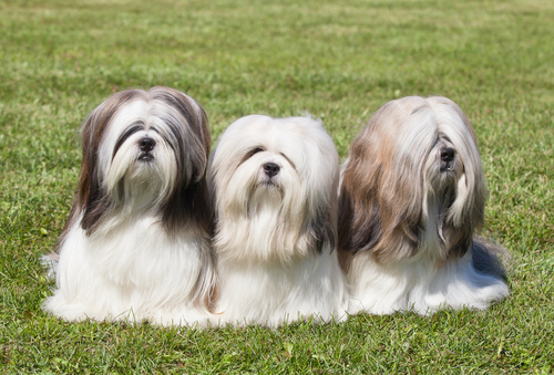 una raza de perro lhasa apso