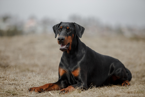 cual es la raza doberman mas grande