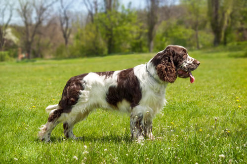 SPRINGER SPANIEL INGLÊS: características e cuidados