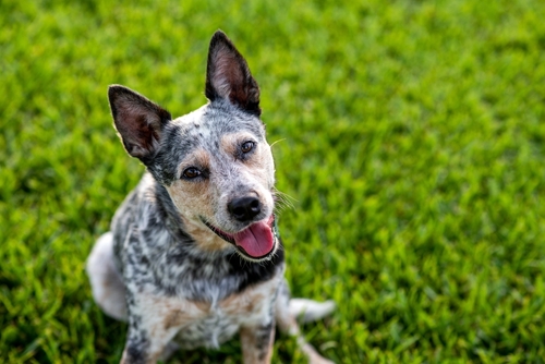 como cuidar a un cachorro de pastor australiano