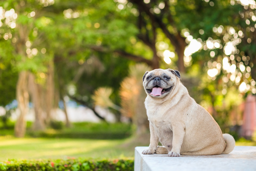 Tipos de hipotiroidismo perros: y tratamiento